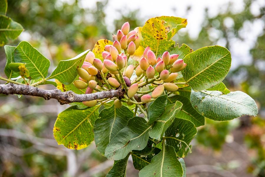 Derwistiw (Pistachio) main image 1